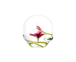 P.P. "COQUELICOT" 2024